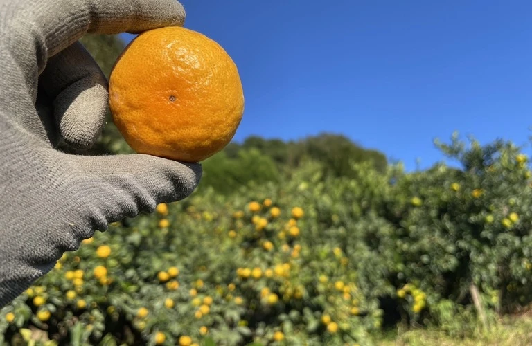 甘い果物を直送|通販のみかんなら中山農園