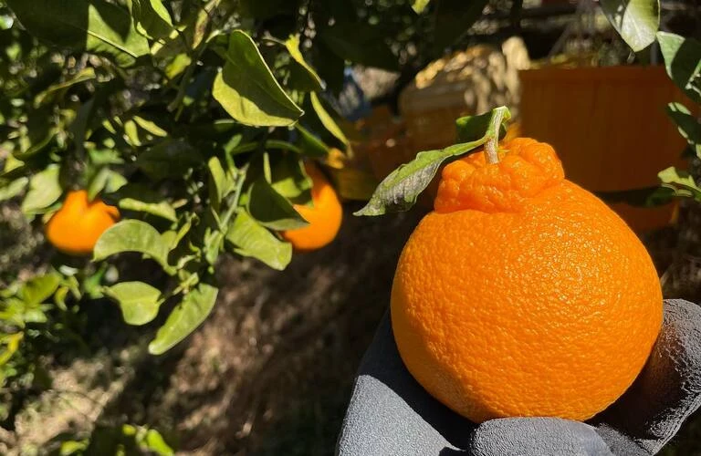 産地直送の味|通販のみかんなら中山農園