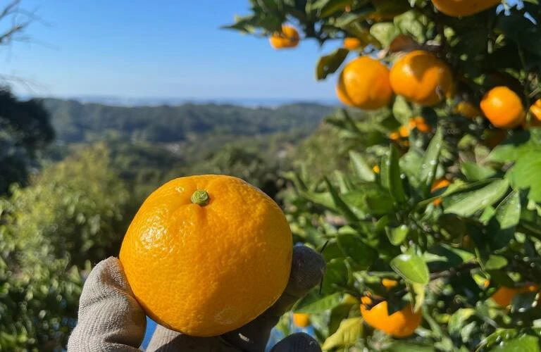 新鮮な果物|通販のみかんなら中山農園