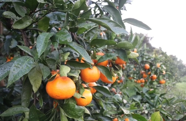 様々な種類のみかんを通販でお取り寄せ！産地直送なら中山農園